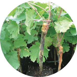 Conteneur-plant