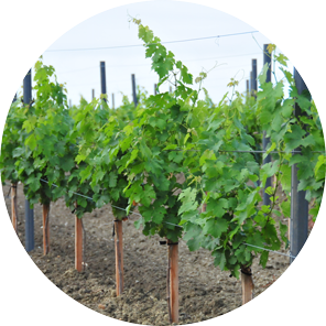 Longs-plants-3-mois-2