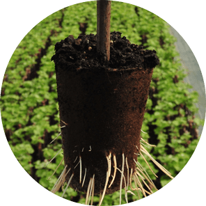 Plant-en-pot-racines