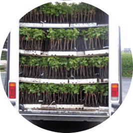 Camion-livraison-plants-vigne Camion-livraison-plants-vigne