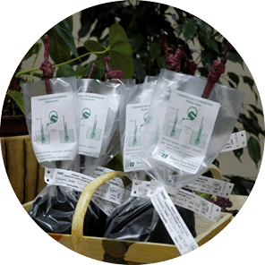 Plants de vignes individuels