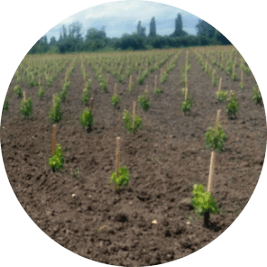 Vigne-mere-greffons-plantee-en-2017 Vigne-mere-greffons-plantee-en-2017